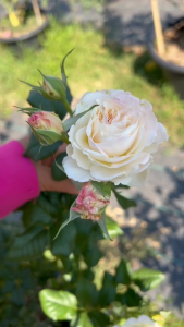 ปุ๋ยบำรุงกุหลาบสูตร 16-16-16+5% S แบ่งขาย 900 กรัม