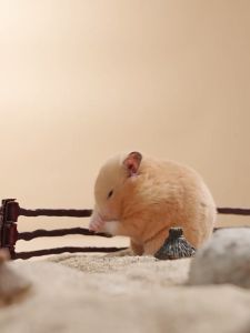 Miếng làm mát giải nhiệt mùa hè dành cho hamster thỏ bọ... - T3 PETS SHOP