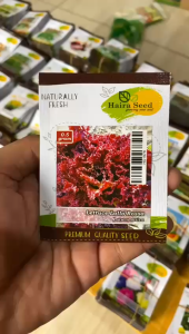 Benih Bibit Selada Butterhead Buttercrunch Haira Seed - SELADA BUTTERHEAD BUTTERCRUNCH