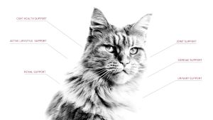 Hạt cho mèo Royal Canin Fit32 Thức ăn cho mèo trưởng thành 2kg Petemo Pet Shop