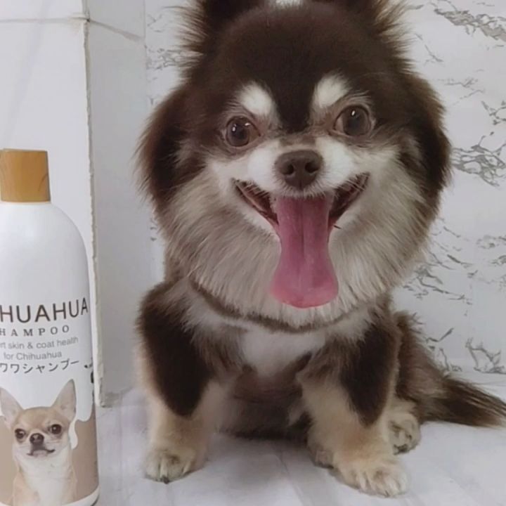 chihuahua dog skin rejuvenation shampoo‼️ organic shampoo, very