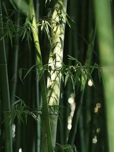 TAFUMAN | Đế Cắt Bambou Đạt Tiêu Chuẩn Thực Phẩm