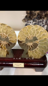 Ammolite Purple fluorescence shines from the back ✨ #RarePurple玉化螺 Ammonite #purplelight 稀有紫光、有缘遇见💜