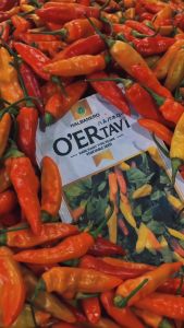 OER TAVI 10gr - Benih bibit biji cabai cabe rawit OER Tahan Virus HALBANERO