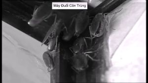 Máy Đuổi Côn Trùng Pest Reject – Sóng Siêu Âm Đuổi Chuột Gián Muỗi Ruồi Kiến – An Toàn Cho Bé