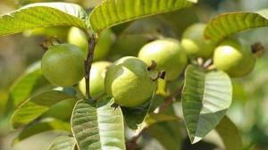 Jambu Biji putih obat 1kg