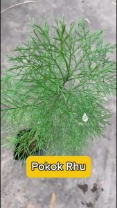 Pokok Rhu Hidup Pokok Hiasan Pokok Landskap Casuarina Tree Outdoor Plant Live Plant SHS Kebun