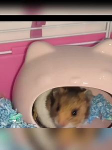 CHONGXIAOSHUAI | Cooling Hamster House