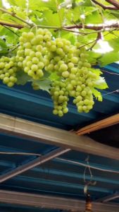 Bibit Anggur Hijau Belgia Terlaris