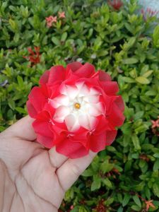 เหรียญโปรยทาน 🌺🌺ดอกปันสุข🌸🌸 งานตัวเปล่า (1ชุด/10ดอก) นำไปใส่เหรียญเองได้