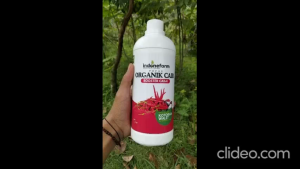 PUPUK KOTORAN WALET | COR ORGANIK TANAMAN CABAI | Terbuat Dari Kotoran Walet Asli | Fermentasi 41 Hari