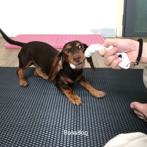 [HCM]Dây thừng mềm đồ chơi chó huấn luyện Poodle Corgi Husky - Bossdog