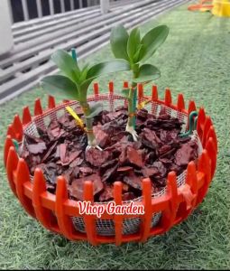 Chậu nhựa giả gỗ chậu bí chậu giả đất trồng hoa lan móc treo chậu trồng hoa lan