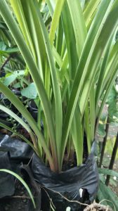 Bibit tanaman hias sedap malem