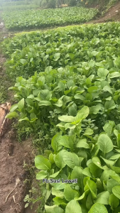 1 kg Daun Cesim Segar / Sayuran Sawi Ceisim
