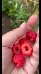 Bibit Raspberry Merah Super: Tips & Informasi