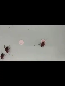 No cockroaches in 10 years Cockroach Killer 【20pcs】 Cockroach Bait cockroach killing rate 100% cockroaches killer a cockroach poisoned Whole litter died ubat lipas paling berkesan cockroaches trap Racun lipas 蟑螂药 蟑螂克星 lipas killer ants killer bait