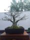 klaten_timur_bonsai