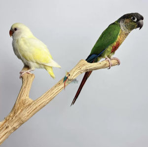 Natural Wild Pear Wood Standing Pole Single Branch Medium Small Size Parrot Cage Landscape Easy Grip Multi-Branch Toy for Birds
