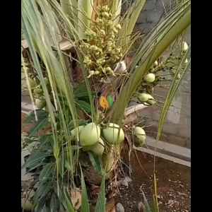 BIBIT KELAPA NIAS TUMPUK UNDUNG - BIBIT BUAH KELAPA NIAS - BIBIT KELAPA NIAS GENJAH