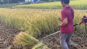Lồng gặt lúa lồng gom lúa lồng cắt lúa