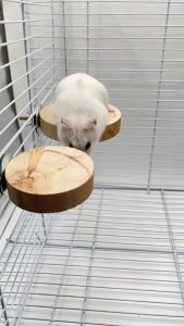 Pet World Small Animal Wood Platform / Bird Platform Round Wood Series / Small Animal Standing Platform