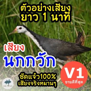 เสียงนกกวัก V.1 เสียงต่อนกกวัก ต่อเข้าเร็ว เมม/แฟลชไดร์ฟเสียงต่อนกกวัก เสียงดี ชัด100% ไม่มีโฆษณาแทรก (MP3 เสียงต่อสัตว์) มีเก็บเงินปลายทาง