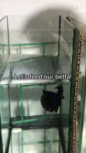 Optimum Betta Guppy Fish Food 20g Fish Essentials Micro Floating Pellets