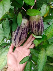 Bibit Buah Pepino Ungu🌱 Buah ini Dari Amerika Buah Pepino Adalah Buah Asli Andes Amerika Selatan karena rasa dan teksturnya yang mirip dengan melon dan mentimun. Buah ini memiliki berbagai manfaat kesehatan seperti membantu menurunkan tekanan darah