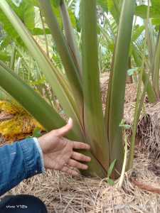 PAKET ISI 20 & 50 BIBIT TALAS PRATAMA 2 / BERLIAN BIBIT UNGGUL