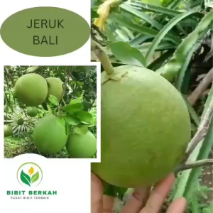 🍊 Bibit Jeruk Bali Okulasi – Buah Besar Daging Tebal Cepat Berbuah! (Tinggi 50–70cm) 🌿