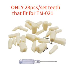 Dental Practice Model Teeth Model For Dental Technician Students Training Studying Dentistry Typodont Model With Removable Tooth