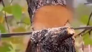 Super Sharp Japanese Saw: High Performance & Wood Cutting Solutions