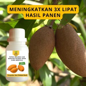 Pupuk Sawo Mentega Cepat Berbuah / Pupuk Pelebat Buah Sawo Mentega / Pupuk Booster Sawo Mentega Cair
