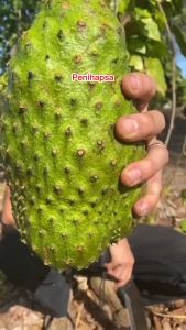 Bibit Sirsak Madu Super Okulasi