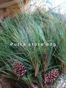 Daun pinus segar per 1 kg