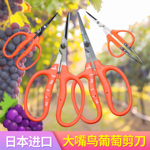 Chikamasa Fruit Pruner Grape Scissors Large Bird Mouth Rose Pruning Shears Fruit Harvesting Tool Sunlight Rose Garden Tools