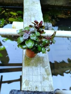 lobelia carrdinalis per pot murah