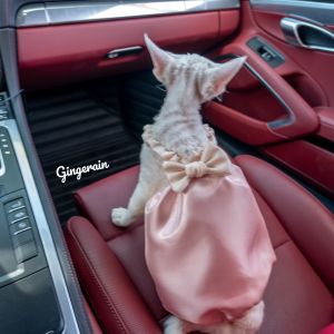 Gingerain Fairy Skirt with Water Light Shiny Tulle Puffy Strap for Hairless Cats Cat Clothing Pet Supplies Cat Dresses