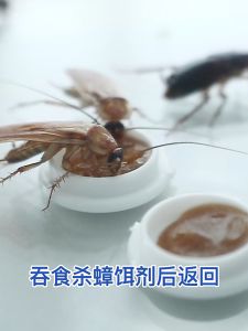 [จัดส่งจากกรุงเทพ] ซื้อ 1 แถม 1 🔥10ปีไม่มีแมลงสาบ🔥8 ชิ้น ยาฆ่าแมลงสาบ กำจัดแมลงสาบ ยากำจัดแมลงสาบ ไล่แมลงสาบ ที่ดักแมลงสาบ cockroaches killer ฆ่าแมลงสาบ แมลงสาบ กำจัด เหยื่อกำจัดแมลงสาบ เจลกำจัดแมลงสาบ