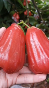Bibit Jambu Air Citra Merah Hasil Okulasi Cepat Berbuah