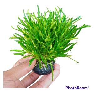 Triminil Aquascape wabikusa