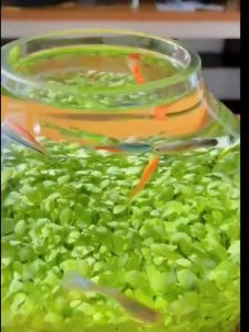 Aquarium Soil Aquarium Water Grass Seeds Carpeting Aquatic Plants for Fish Tank Decoration