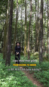 Vòng tay trầm hương trụ trúc vô định tốc kiến Lào tự nhiên cao cấp Sơn Mộc Hương mùi thơm sống ngọt lâu dài đeo tay nam nữ