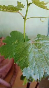 BIBIT ANGGUR IMPORT LANDYS SUPER