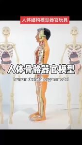【正品】Detachable full-body human skeleton model 可拆卸全身人体骨骼模型