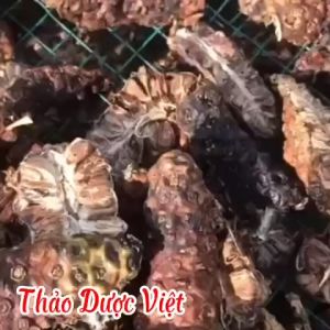 Com bo 2kg trái nhàu nguyên chất Thảo Dược Việt 100% nguyên chất giúp hạ huyết áp