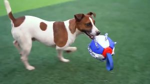 ลูกบอลของเล่นบินได้แบบโต้ตอบได้สำหรับสุนัขของเล่นลูกบอลเคี้ยวของสุนัขน้ำหนักเบาของเล่นสุนัขทนทานของเล่นฝึกฝนลอยน้ำได้สำหรับของเล่นสุนัขกลางแจ้งที่ก้าวร้าวHP302