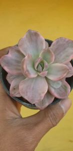 ต้นไม้อวบน้ำ อิชิเวเรีย นางชาร์ลี หัวเดียว Echeveria Mrs. Charlie Single head #succulent #Echeveria