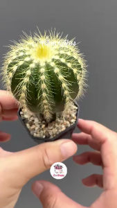 กลีบมะเฟือง Parodia Magnifica แคคตัส กระบองเพชร cactus&succulent